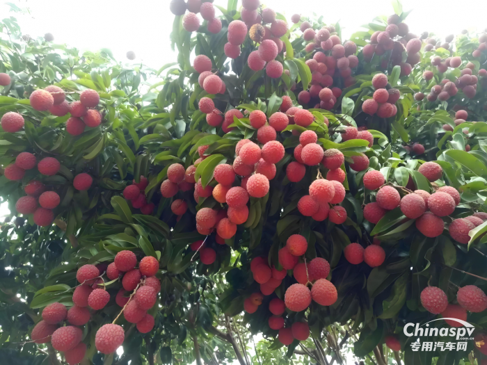 “一騎紅塵妃子笑”新傳：奧鈴北極熊冷藏車(chē)護(hù)航，荔枝鮮甜如初